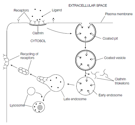 receptor-mediated-endocytosis-transport-of-macromolecules-assignment-help